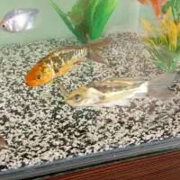 ماهی کوی|ماهی|مشهد, مشکینی (شهرک غرب)|دیوار