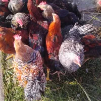 غاز.اوردک .مرغ و خروس بوقلمون ( زنده و پرکنده)|حیوانات مزرعه|رشت, فلسطین|دیوار