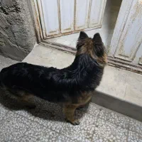 سگ ژرمن شپهرد|سگ|آبادان, |دیوار