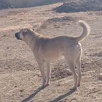 سگ گله ای سرابی|سگ|اسفرورین, |دیوار