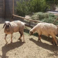 حیوانات مزرعه
