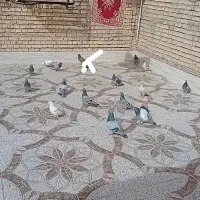 کبوترپلاکی