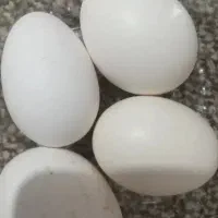 فروش تخم مرغ محلی