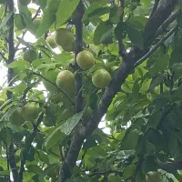 رب آلوچه گیلان تازه