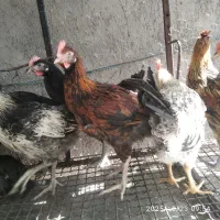 خروس و جوجه خروس در جنت شهر