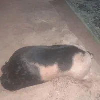 فروش خیگ باکم ترین قیمت|ظروف نگهدارنده، پلاستیکی، یک‌بارمصرف|دهدشت, |دیوار