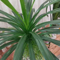 گل‌های طبیعی بسیار زیبا