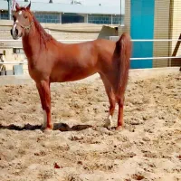 اسب|اسب و تجهیزات اسب‌سواری|نجف‌آباد, گلدشت|دیوار