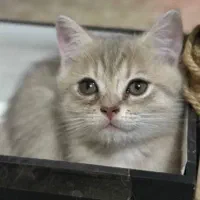 گربه بریتیش