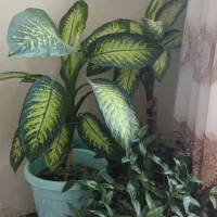 گل طبیعی|گل و گیاه طبیعی|کامیاران, |دیوار