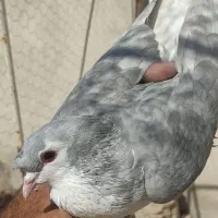 ساده الماسی کاکل پیشونی یا شاخی