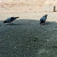 جوجه پلاکی اصل|پرنده|کهنوج, |دیوار