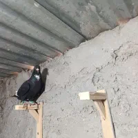 جونگ ماده پلنگ عتیقه|پرنده|زرند, |دیوار