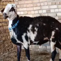 قوچ پلنگی