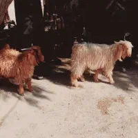 تعداد ۱۰عدد کهره نر|حیوانات مزرعه|قرقری, |دیوار