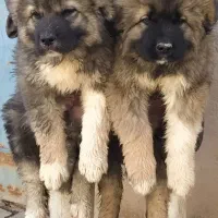 سگ قفقازی اصیل