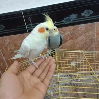 دوعددعروس هلندی|پرنده|مهاباد (آذربایجان غربی), |دیوار