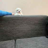 سه توله|سگ|کرمانشاه, |دیوار