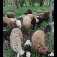 گوسفندچوپان هستم