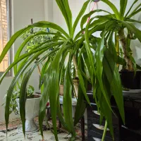 گل سوسن عنکبوتی