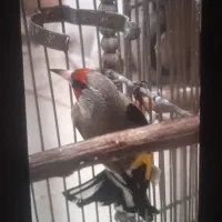 سهره نر بخون