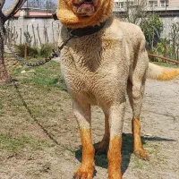 سگ پژدر جوان