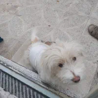 سگ یکساله فروشی