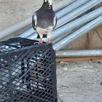 کبوتر|پرنده|کارون, |دیوار