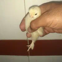 فروش جوجههای یک روزه محلی وکاکلی و برهما|حیوانات مزرعه|شیراز, گچی|دیوار