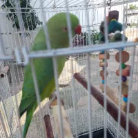 فروش طوطی دست آموز|پرنده|بندر انزلی, عباس آباد|دیوار