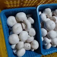 فروش قارچ از تولیدبه مصرف بی واسطه|خوردنی و آشامیدنی|مشهد مرغاب, |دیوار