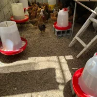 تخم مرغ محلی ،تولید روز|خوردنی و آشامیدنی|تهران, ایران|دیوار