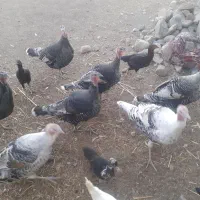 بوقلمون طبیعی