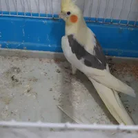 عروس هلندی جفت دوکت پروانه ای