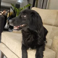 واگذاری سگ عقیم شده|سگ|تهران, منیریه|دیوار