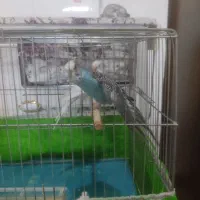 مرغ عشق|پرنده|وحیدیه, |دیوار