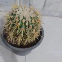 گل وگیاه|گل و گیاه طبیعی|نیشابور, شهید بهشتی|دیوار