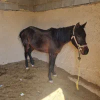 اسب پالونی بارکش|حیوانات مزرعه|ابرکوه, |دیوار