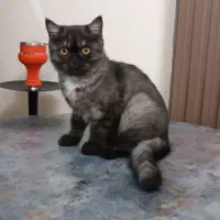 گربه بریتیش اسموکی ماده