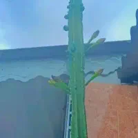 کاکتوس