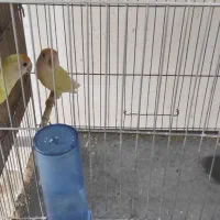 کوتوله مولد|پرنده|بابا حیدر, |دیوار