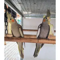 دنیای طوطی و عروس هلندی رام و دستی|پرنده|ساوه, |دیوار