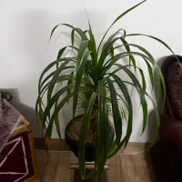 گل و گلدان با بهترین قیمت