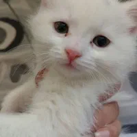 واگذاری گربه اسکاتیش|گربه|تایباد, |دیوار