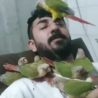 طوطی گرینچیک