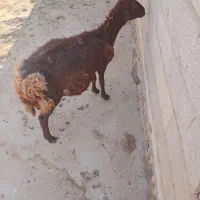 1راس گوسفند