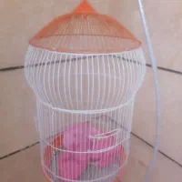 قفس پایه دار پرنده زینتی|لوازم جانبی حیوانات|فردیس, شهرک راه آهن|دیوار