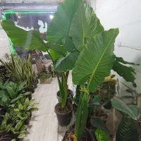 گل های زیبا آپارتمانی اول آموزش بعد خرید