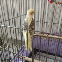 عروس هلندی لوتینو دوکت نر