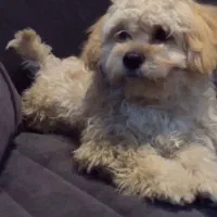 واگذاری سگ پاکوتاه شیتزو